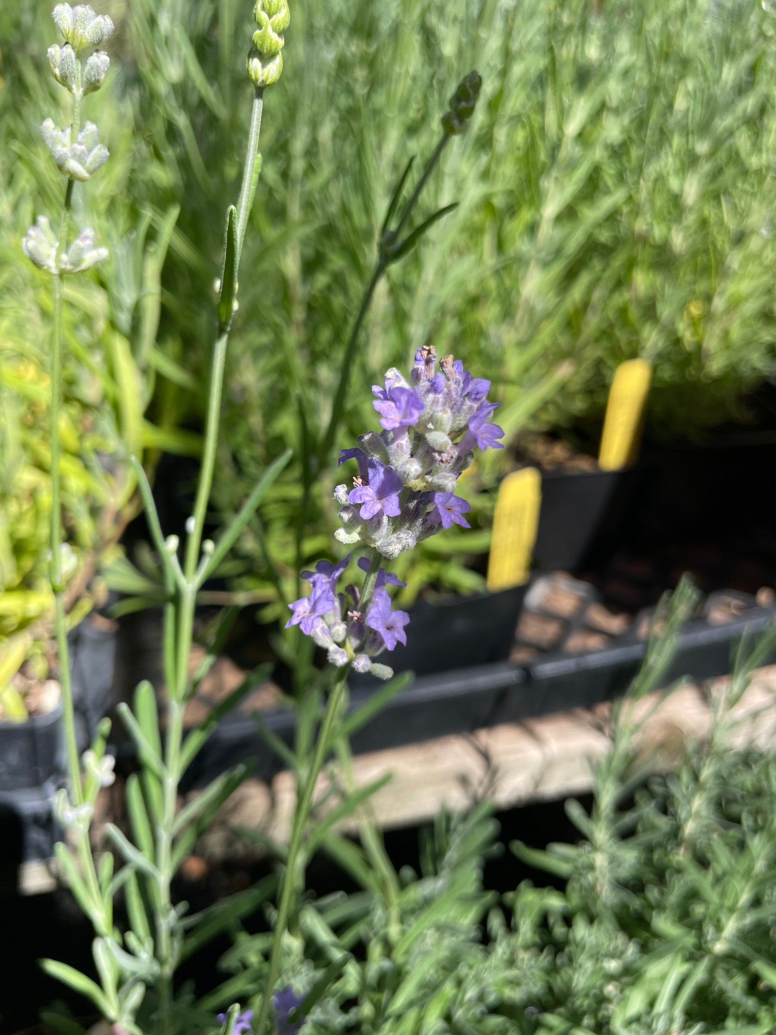 where to buy munstead lavender plants Lavandula angustifolia 'Munstead' (4")