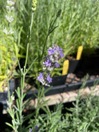 Lavandula angustifolia 'Munstead' (4