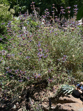 Load image into Gallery viewer, Salvia clevelandii &#39;Winifred Gilman&#39; (1 qt) | Cleveland Sage (1 qt)
