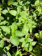 Monarda didyma 'Marshall's Delight' (1 qt) | Marshall's Delight Bee Balm (1 qt)