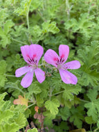 Pelargonium 'Clorinda' (4