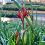 Anigozanthos 'Bush Blitz' (1 qt) | Bush Blitz Kangaroo Paw (1 qt)