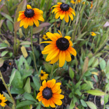 Load image into Gallery viewer, Rudbeckia 'Suntacular' (1 qt) | Suntacular Black Eyed Susan (1 qt)
