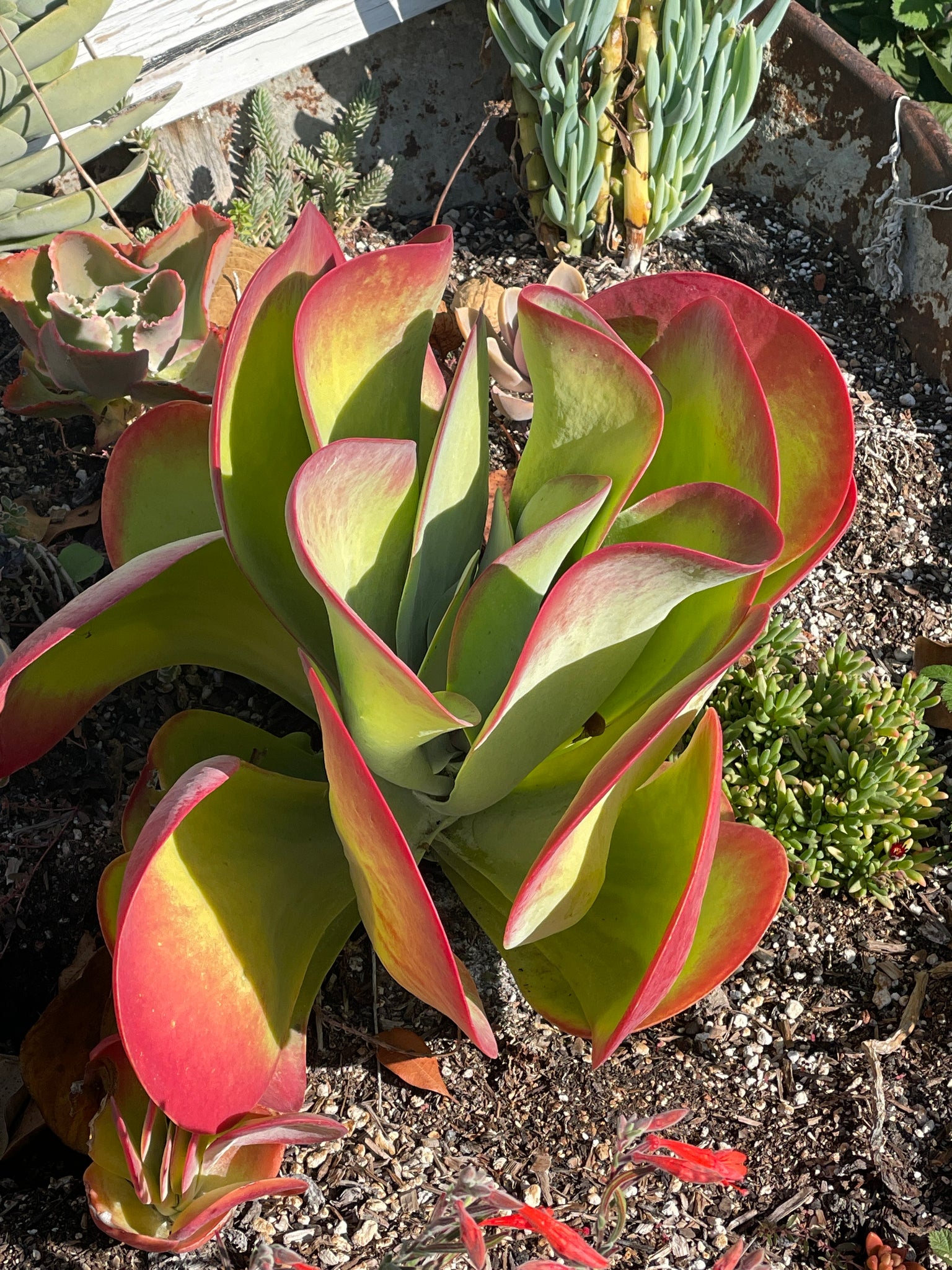 kalanchoe thyrsiflora succulent Kalanchoe thyrsiflora (4")