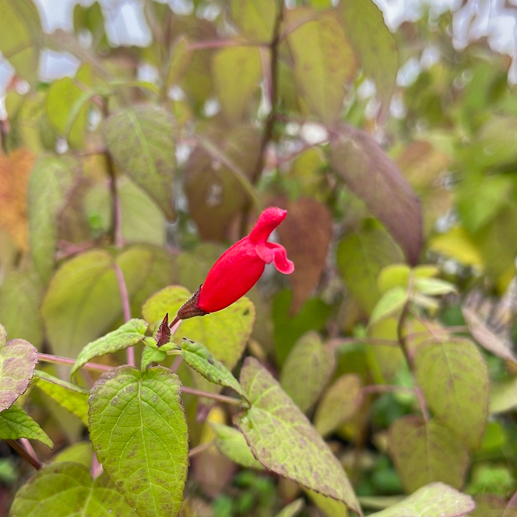 Salvia holwayi (1 qt) | Holway Sage (1 qt)