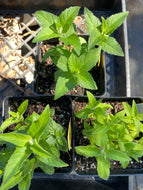 Monarda didyma 'Balmy Purple' (1 qt) | Balmy Purple Bee Balm (1 qt)