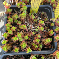Sedum 'Spot on Deep Rose' (4