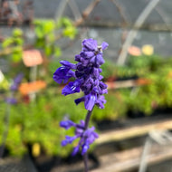 Salvia farinacea 'Henry Duelberg' (1 qt) | Henry Duelberg Mealy Cup Sage (1 qt)
