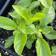 Ocimum tenuiflorum 'Nicobar' (3.5