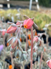 Load image into Gallery viewer, Echeveria &#39;Maroon Hill&#39; | Maroon Hill Echeveria
