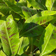 Musa 'Grand Nain' (1 qt) | Grand Nain Banana (1 qt)