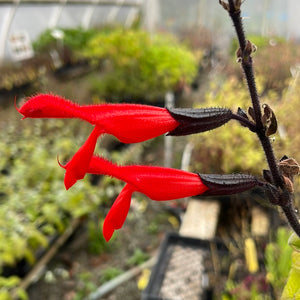 Salvia gesneriiflora 'Mole Poblano' (1 qt) | Big Mexican Scarlet Sage (1 qt)