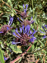 Load image into Gallery viewer, Salvia clevelandii &#39;Winifred Gilman&#39; (1 qt) | Cleveland Sage (1 qt)
