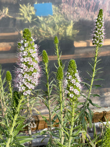 Echium candicans 'San Bruno Pink' (1 qt) | Pink Pride of Madeira (1 qt)