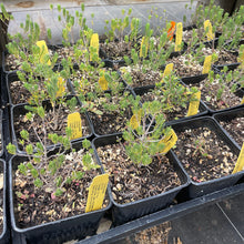 Load image into Gallery viewer, Thymbra spicata (4") | Za'atar (4")
