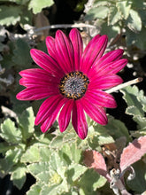 Load image into Gallery viewer, Arctotis &#39;Majec Ruby&#39; (4”) | African Daisy (4”)
