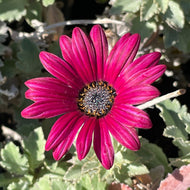 Arctotis 'Majec Ruby' (4”) | African Daisy (4”)