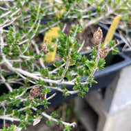 Thymus capitatus (4
