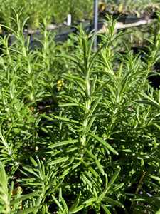 Rosmarinus officinalis 'Blue Spires' (4") | Blue Spires Rosemary (4")