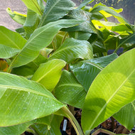 Musa 'Dwarf Orinoco' (1qt) | Dwarf Orinoco Banana (1 qt)