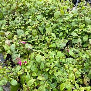 Salvia chiapensis (1 qt) | Chiapas Sage (1 qt)
