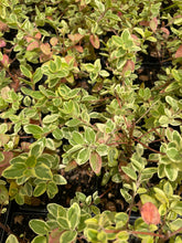 Load image into Gallery viewer, Correa 'Wyn's Wonder' (1 qt) | Variegated Australian Fuchsia (1 qt)
