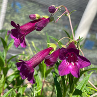 Penstemon 'Blackbird' (1 qt) | Blackbird Penstemon (1 qt)