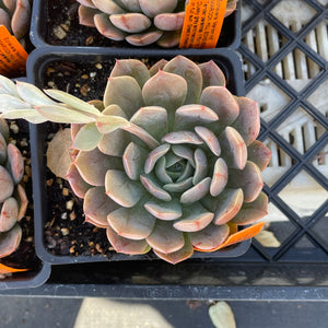 Echeveria 'Maroon Hill' | Maroon Hill Echeveria