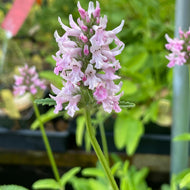 Stachys x 'Summer Crush' (4”) | Summer Crush Betony (4”)