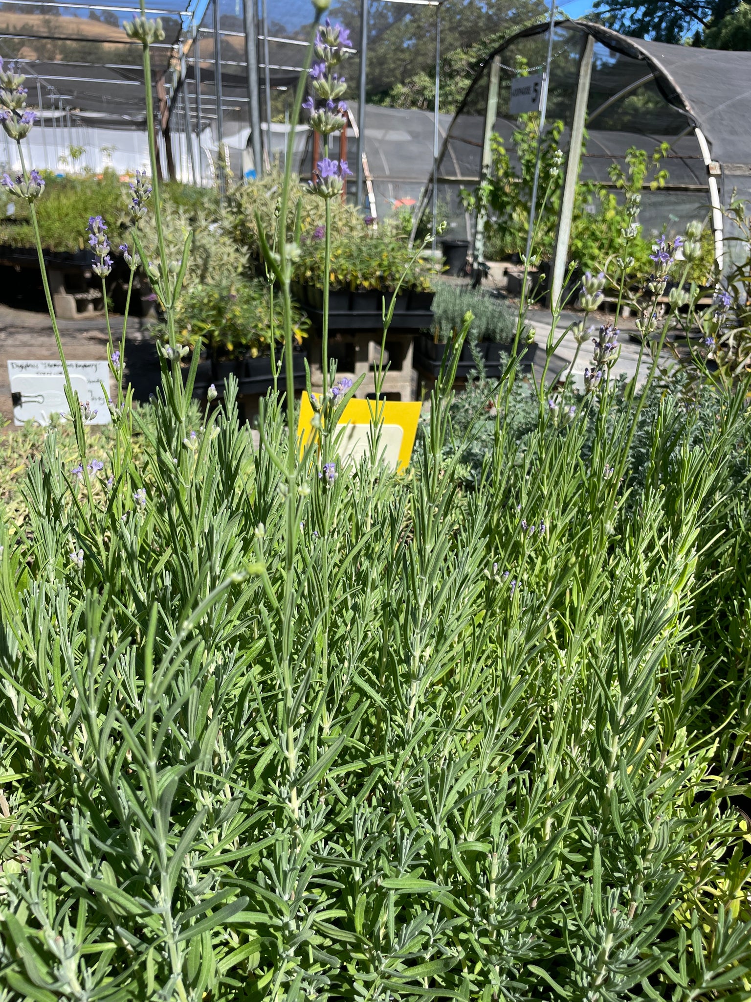 munstead lavender plant Lavandula angustifolia 'Munstead' (4")