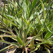 Load image into Gallery viewer, Yucca gloriosa &#39;Variegata&#39; (1 qt) | Spanish Dagger (1 qt)
