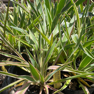 Yucca gloriosa 'Variegata' (1 qt) | Spanish Dagger (1 qt)