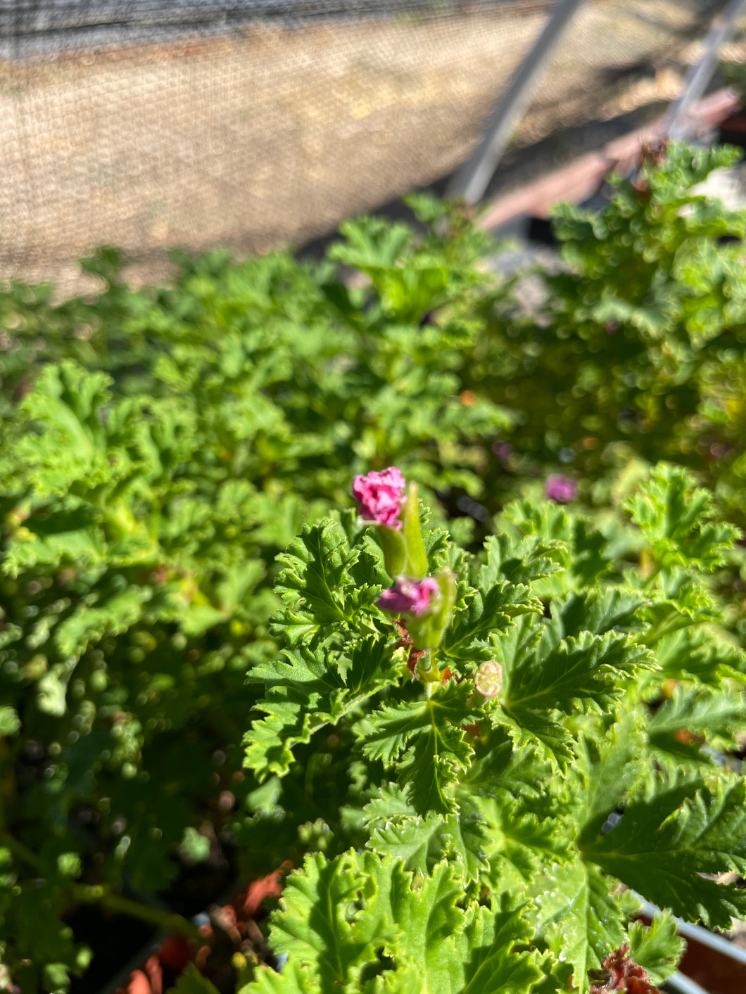 Pelargonium 'Apricot Fool' | Apricot Fool Scented Geranium