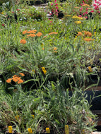 Achillea millefolium 'Terra Cotta' (1 qt) | Terra Cotta Yarrow (1 qt)