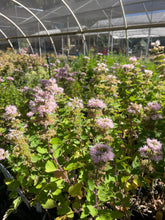 Load image into Gallery viewer, Caryopteris &#39;Pavilion Pink&#39; (1 qt) | Pink Bluebeard (1 qt)
