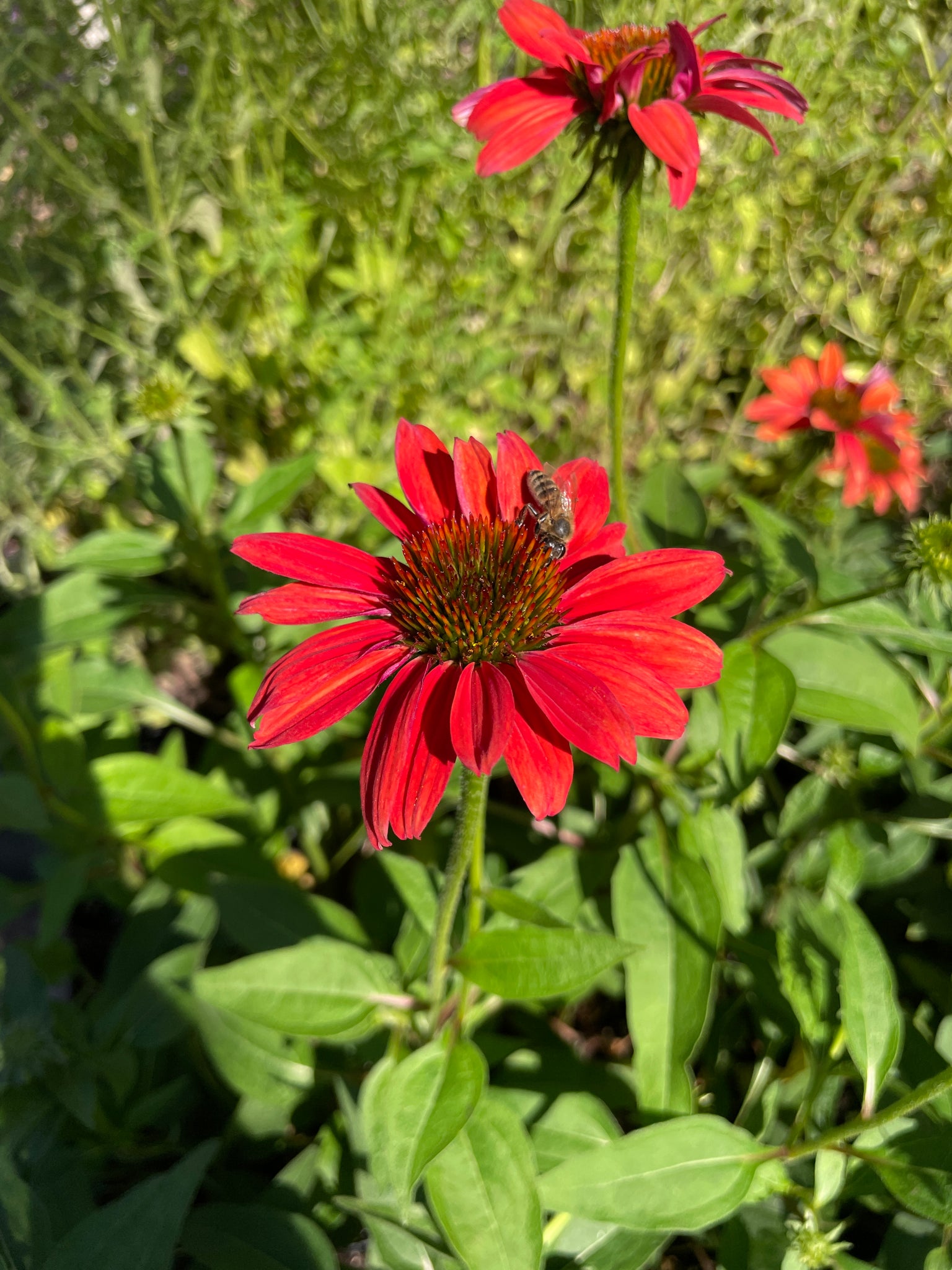 echinacea sombrero tres amigos seeds Echinacea x hybrida 'Sombrero Tres Amigos' (1 qt)