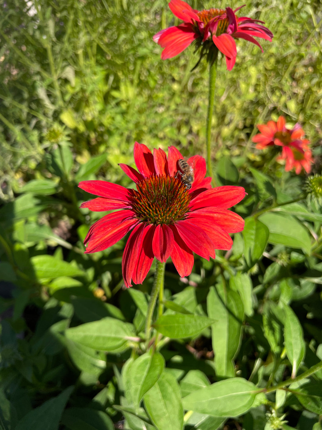 Echinacea x hybrida 'Sombrero Tres Amigos' (1 qt) | Coneflower (1 qt)