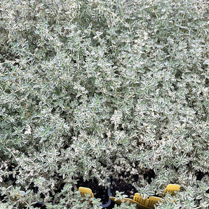 Thymus vulgaris 'Silver Posie' | Silver Posie Thyme