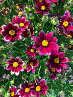 Coreopsis 'Li'l Bang Red Elf' (1 qt) | Tickseed  (1 qt)