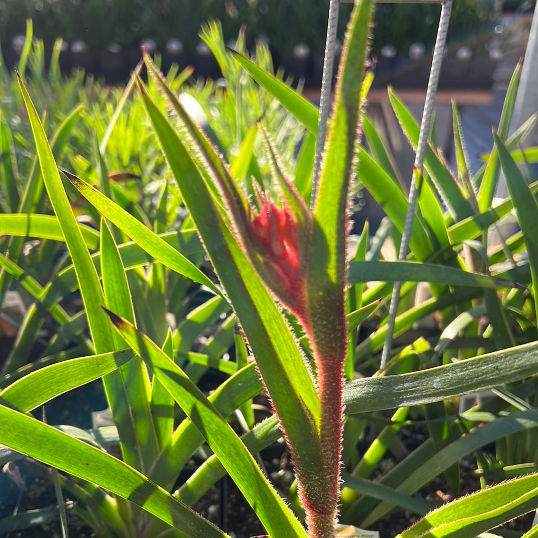 Anigozanthos 'bush Tango' (1 Qt) 