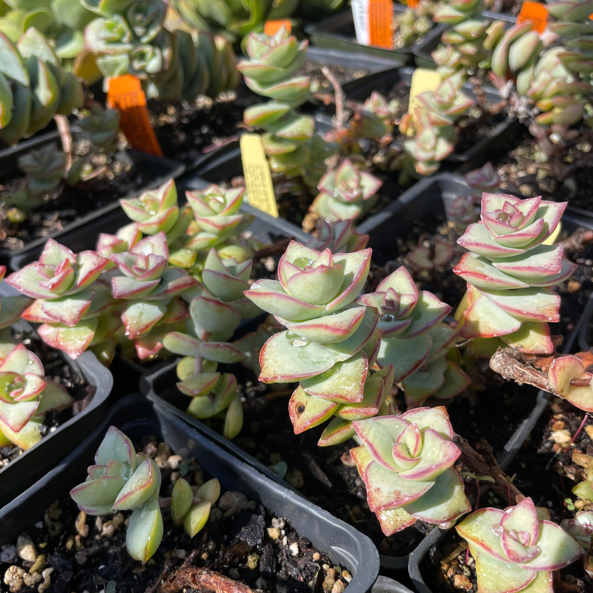 perforata succulent Crassula perforata major (4")