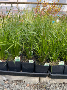 Lomandra longifolia 'Breeze' (1 qt)| Dwarf Mat Rush (1 qt)