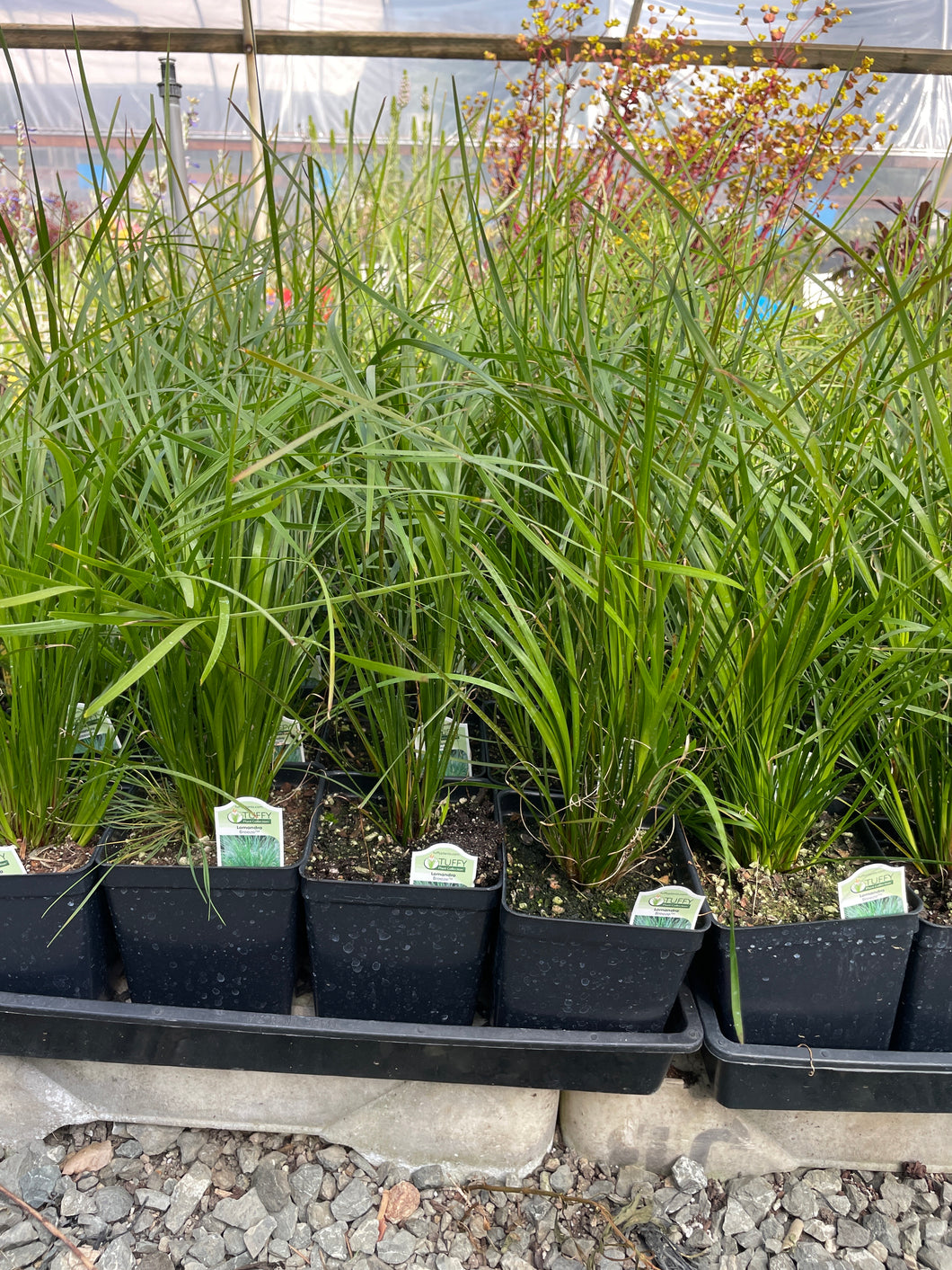 Lomandra longifolia 'Breeze' (1 qt)| Dwarf Mat Rush (1 qt)