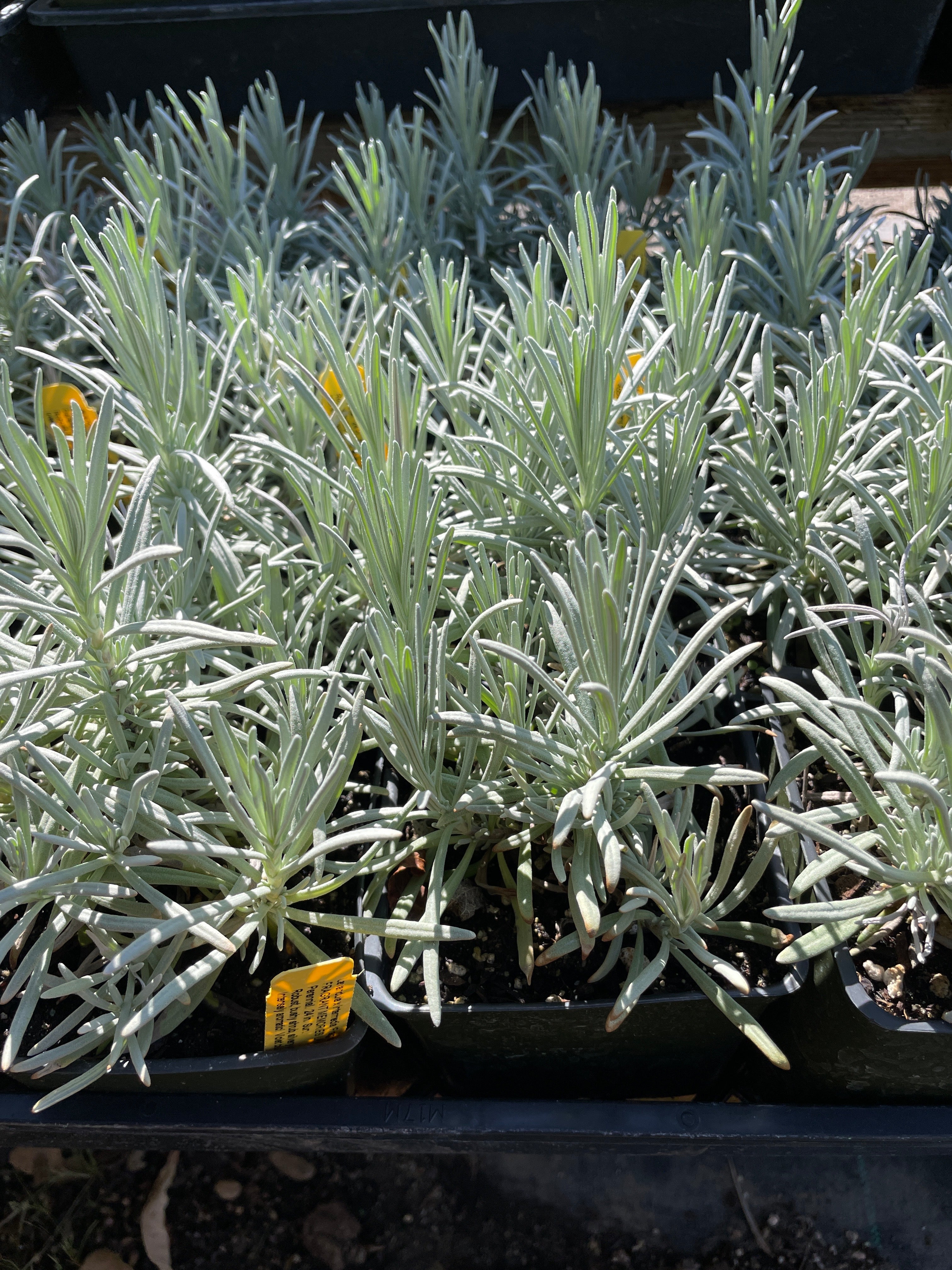 Lavandula x intermedia 'Fragrant Memories' (4