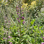 Teucrium betonicum (1 qt) | Madeira Germander (1 qt)