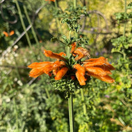 Leonotis menthifolia (1 qt) | Dwarf Lion's Tail (1 qt)