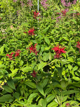 Load image into Gallery viewer, Monarda didyma &#39;Jacob Kline&#39; (1 qt) | Jacob Kline Bee Balm (1 qt)
