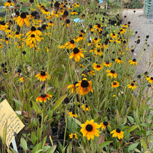Load image into Gallery viewer, Rudbeckia 'Suntacular' (1 qt) | Suntacular Black Eyed Susan (1 qt)
