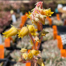 Load image into Gallery viewer, Echeveria &#39;Hercules&#39; (4&quot;) | Hercules Echeveria (4&quot;)
