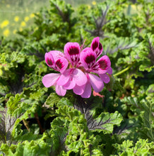 Load image into Gallery viewer, Pelargonium quercifolium (4") | Staghorn Oak Scented Geranium (4")
